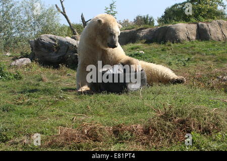 Orso polare (Ursus maritimus) giocando con un nero vasca in plastica Foto Stock