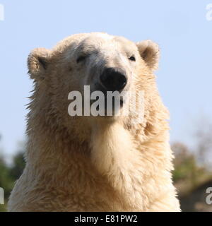 Maschio di orso polare (Ursus maritimus) close-up di testa e corpo insieme contro un cielo blu Foto Stock