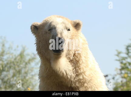 Maschio maturo orso polare (Ursus maritimus) close-up di testa e corpo insieme contro un cielo blu Foto Stock