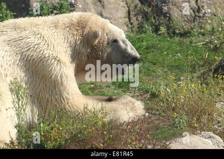 Orso polare (Ursus maritimus) poltrire in erba in estate Foto Stock