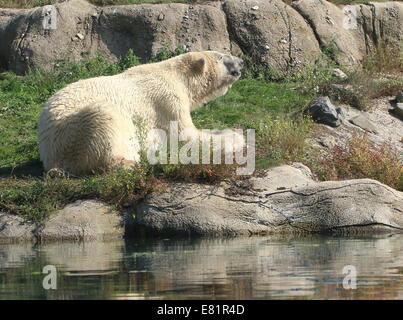 Orso polare (Ursus maritimus) poltrire vicino al bordo dell'acqua in estate Foto Stock