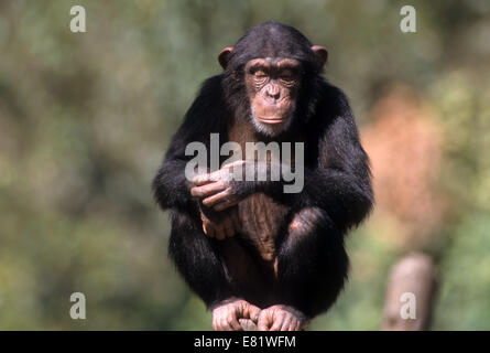 Closeup ritratto di uno scimpanzé (Pan troglodytes) in cattività in uno zoo Foto Stock Closeup ritratto di uno scimpanzé (Pan troglodytes) in cattività in uno zoo Foto Stock