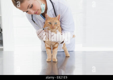Vet dando un gatto una iniezione Foto Stock