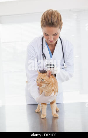 Vet controllare una pelle gatti Foto Stock