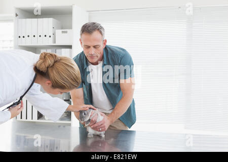 Vet dando un coniglio un check up Foto Stock