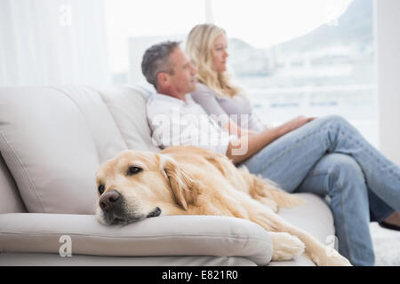 Cane sdraiato sul lettino con il giovane seduto dietro Foto Stock