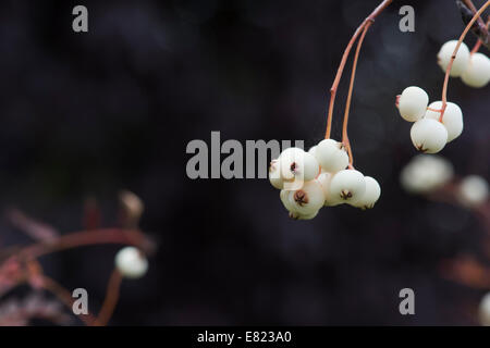 Sorbus koehneana bacche. Bianco cinese fruttate Rowan. Koehne cenere di montagna berry contro uno sfondo scuro Foto Stock