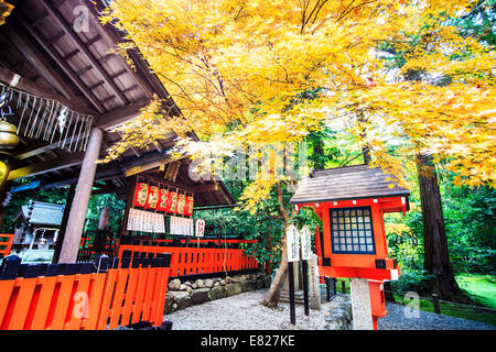 Kyoto, Giappone - 30 Giugno 2014: rosso acero in un giardino giapponese Foto Stock