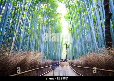 Kyoto, Giappone - Nov 29, 2013: Kyoto, Giappone - verde boschetto di bambù in Arashiyama Foto Stock