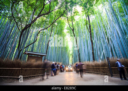 Kyoto, Giappone - Nov 29, 2013: Kyoto, Giappone - verde boschetto di bambù in Arashiyama Foto Stock