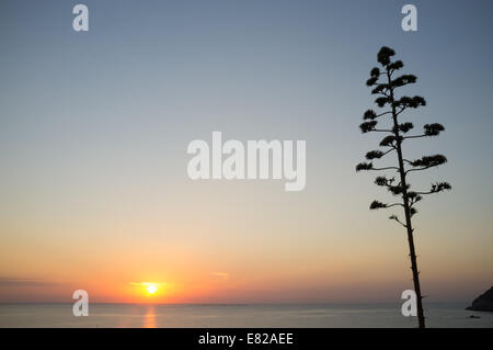 Fioritura agave contro lo sfondo di un Mediterraneo sunrise Foto Stock