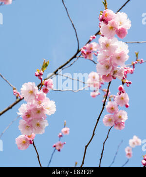 Rosa fiori di ciliegio sul cielo blu in primavera. Foto Stock