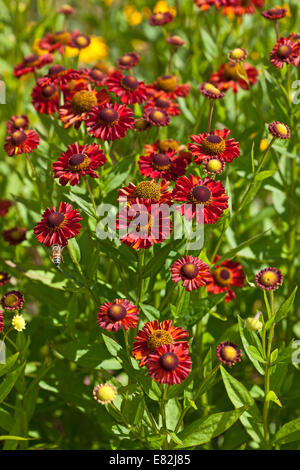 Helenium 'Hot Lava' Foto Stock