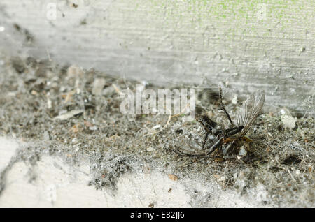 Rimane e decapitati mosca morta Muscidae esoscheletro carcus scocca fra massa di ammenda spider silken pedate e polvere Foto Stock