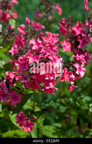 Phlox paniculata 'Windsor' Foto Stock
