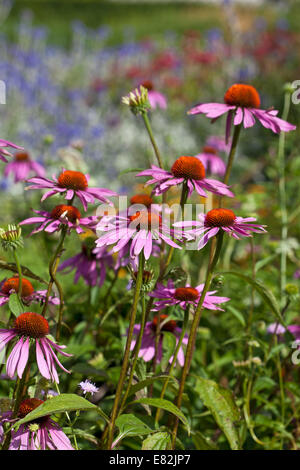 Echinacea Purpurea 'Rubinstern' Foto Stock