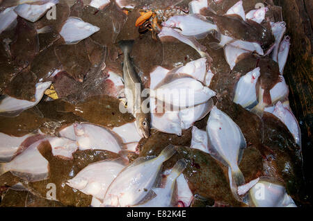 Le catture accessorie di Limanda (Limanda ferruginea) e di merluzzo bianco (Gadus morhua)su) il mazzo di pesca dragger.Stellwagen Foto Stock