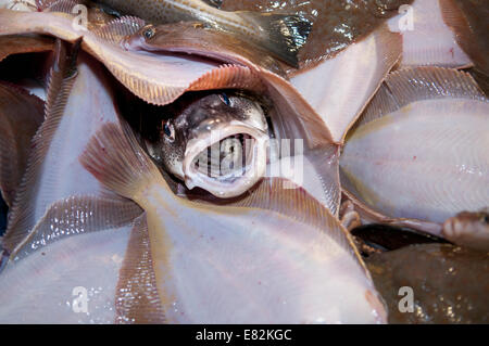 Le catture accessorie di Limanda (Limanda ferruginea) e di merluzzo bianco (Gadus morhua)su) il mazzo di pesca dragger.Stellwagen Foto Stock