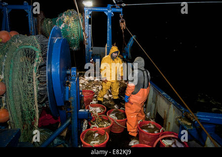 I pescatori Dragger sorta di catture di Limanda (Limanda ferruginea) e di merluzzo bianco (Gadus morhua) sul ponte della pesca Foto Stock