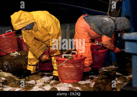 I pescatori Dragger sorta di catture di Limanda (Limanda ferruginea) e di merluzzo bianco (Gadus morhua) sul ponte Foto Stock