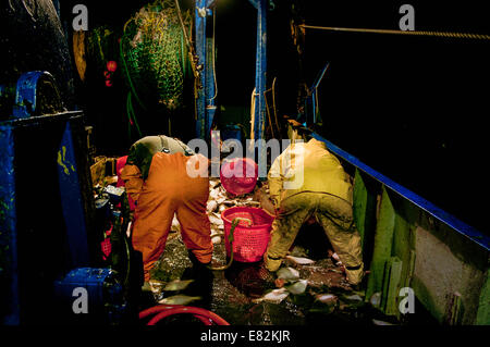 Ordinamento dei pescatori di catture di Limanda (Limanda ferruginea) e di merluzzo bianco (Gadus morhua) sul ponte della pesca dragger Foto Stock