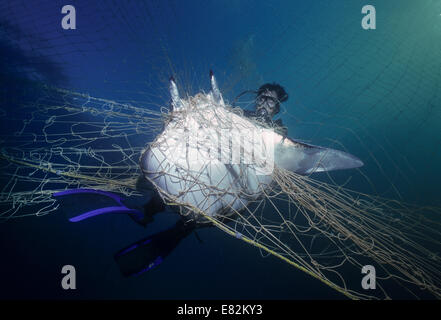 Sommozzatore osserva Manta Ray (Manta birostris) catturati in reti da imbrocco; Huatabampo, Messico, Mare di Cortez, Oceano Pacifico Foto Stock