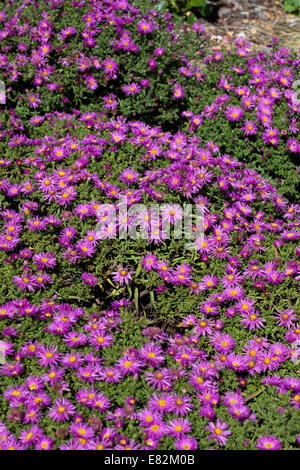 Aster novi-belgii 'Alice Haslam' Foto Stock