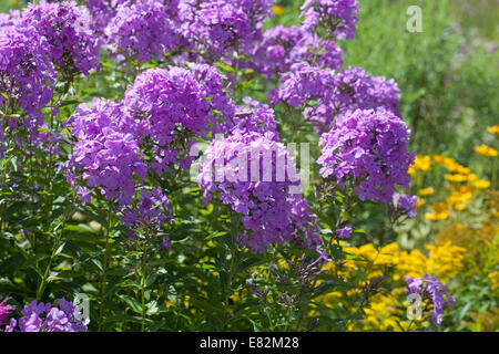 Phlox x arendsii 'Luc lilla dell' Foto Stock