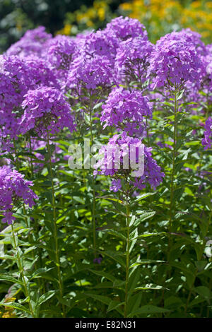 Phlox x arendsii 'Luc lilla dell' Foto Stock