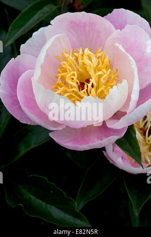 Paeonia lactiflora 'barlume di luce' Foto Stock