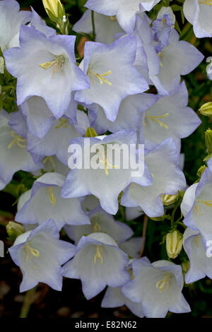Campanula Persicifolia 'Chettle Charm' - campanule Foto Stock