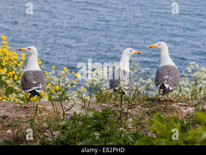 Tre zampe gialle gabbiani, Larus michahellis, adulti Foto Stock