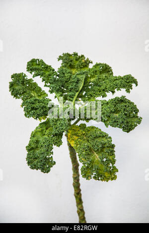 Kale (Brassica oleracea var. Sabellica L. ). Foto Stock