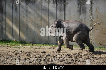 Lo Zoo di Ostrava, Repubblica Ceca. Il 29 settembre 2014. Otto mesi femmina vecchio Elefante asiatico baby in zoo di Ostrava, Repubblica Ceca, il 29 settembre 2014. Foto Stock