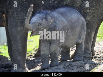 Lo Zoo di Ostrava, Repubblica Ceca. Il 29 settembre 2014. Otto mesi femmina vecchio Elefante asiatico baby in zoo di Ostrava, Repubblica Ceca, il 29 settembre 2014. Foto Stock