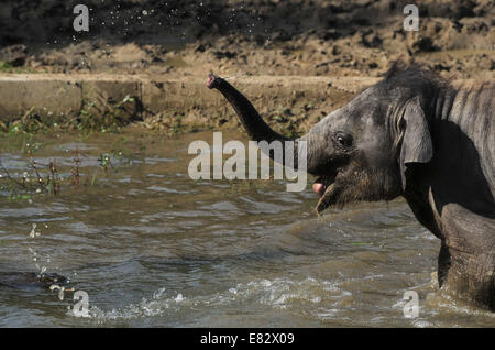 Lo Zoo di Ostrava, Repubblica Ceca. Il 29 settembre 2014. Otto mesi femmina vecchio Elefante asiatico baby in zoo di Ostrava, Repubblica Ceca, il 29 settembre 2014. Foto Stock