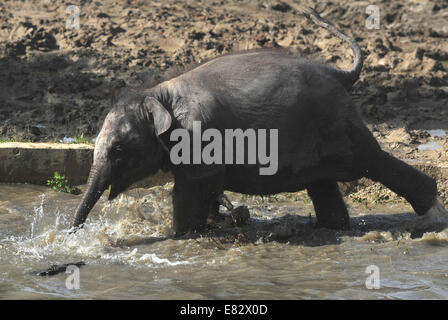 Lo Zoo di Ostrava, Repubblica Ceca. Il 29 settembre 2014. Otto mesi femmina vecchio Elefante asiatico baby in zoo di Ostrava, Repubblica Ceca, il 29 settembre 2014. Foto Stock