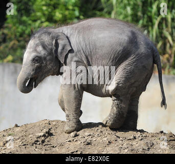 Lo Zoo di Ostrava, Repubblica Ceca. Il 29 settembre 2014. Otto mesi femmina vecchio Elefante asiatico baby in zoo di Ostrava, Repubblica Ceca, il 29 settembre 2014. Foto Stock