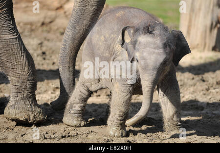 Lo Zoo di Ostrava, Repubblica Ceca. Il 29 settembre 2014. Otto mesi femmina vecchio Elefante asiatico baby in zoo di Ostrava, Repubblica Ceca, il 29 settembre 2014. Foto Stock