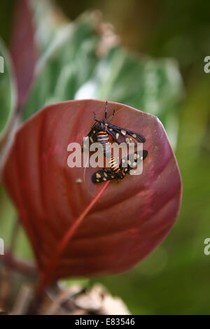 Stock Photo Limone Butterfly Papilio demoleus coppia coniugata captive Foto Stock