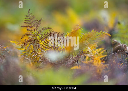 Bracken modifica al suo colore di autunno da verde troppo giallo in un campo di erica. Foto Stock