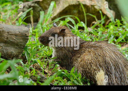 Bel maschio spazzola asiatico-tailed Porcupine (Atherurus macrourus) come dormire in grotta Foto Stock