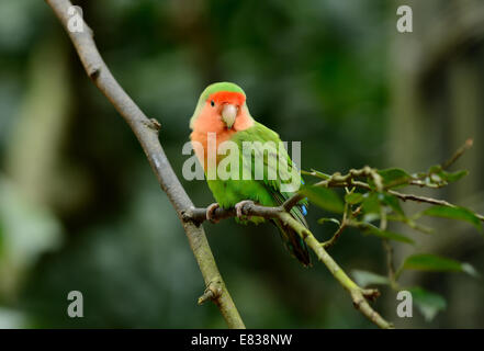 Bella roseo-di fronte lovebird (Agapornis roseicollis) a tree top Foto Stock