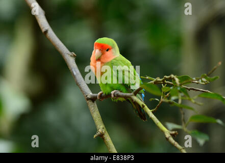 Bella roseo-di fronte lovebird (Agapornis roseicollis) a tree top Foto Stock