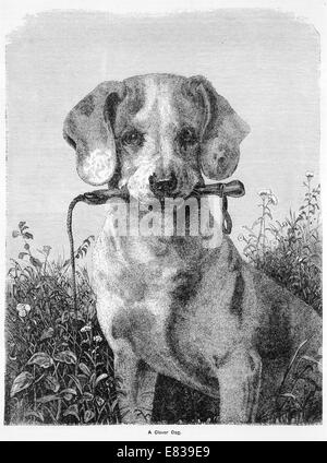 Un cane intelligente circa 1885 Foto Stock