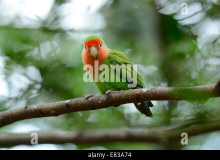 Bella roseo-di fronte lovebird (Agapornis roseicollis) a tree top Foto Stock