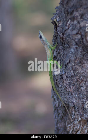 A Barbados Anole (Anolis extremus) su un tronco di albero a Bridgetown, Barbados, nei Caraibi. Foto Stock