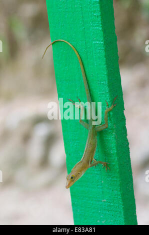 A Saint Lucia Anole (Anolis luciae) arroccato su un verde staccionata in legno a cascata Toraille, Soufriere, St. Lucia nei Caraibi Foto Stock