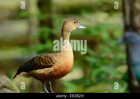 Bella Whistling-Duck minore (Dendrocygna javanica) in appoggio sull'acqua Foto Stock