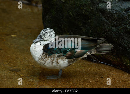 Bellissima femmina di anatra a pettine (Sarkidiornis melanotos) di appoggio al suolo Foto Stock